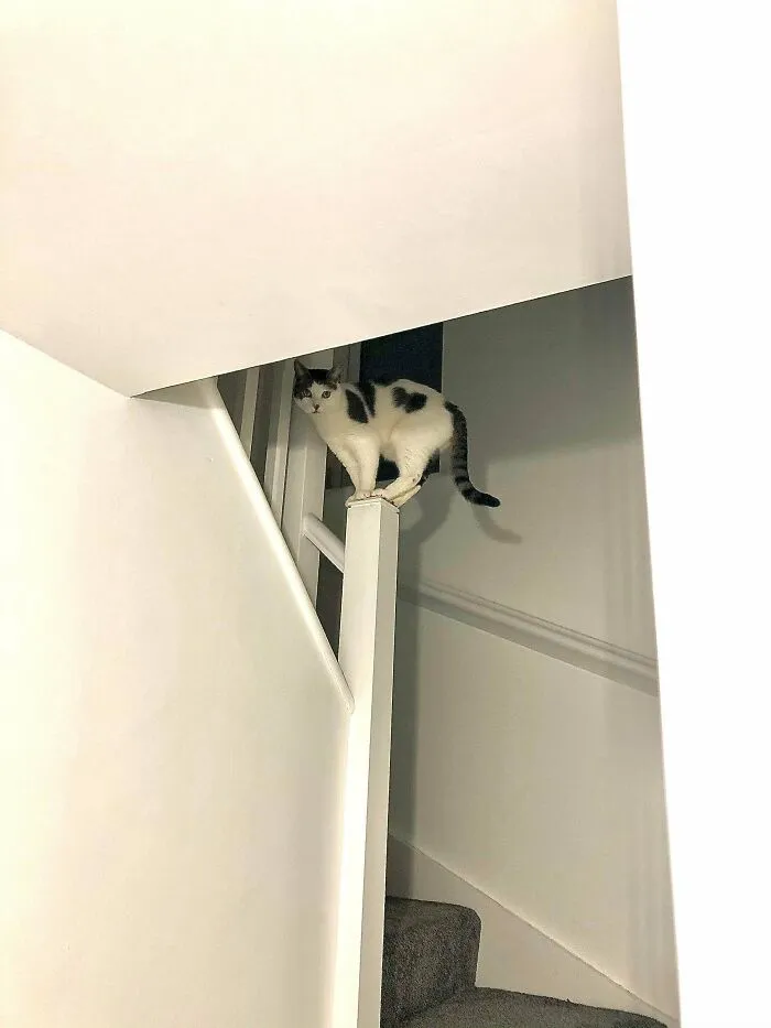 Acabamos de comprar esta casa y siempre me lo encuentro allí 