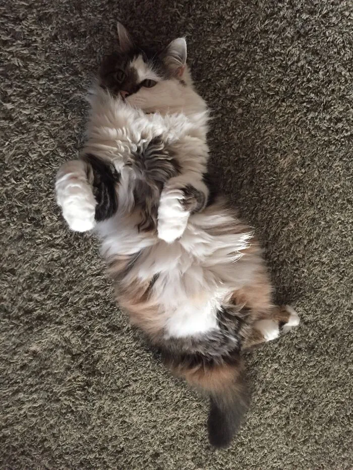 15 Years Old And Still Acts Like A Kitten
