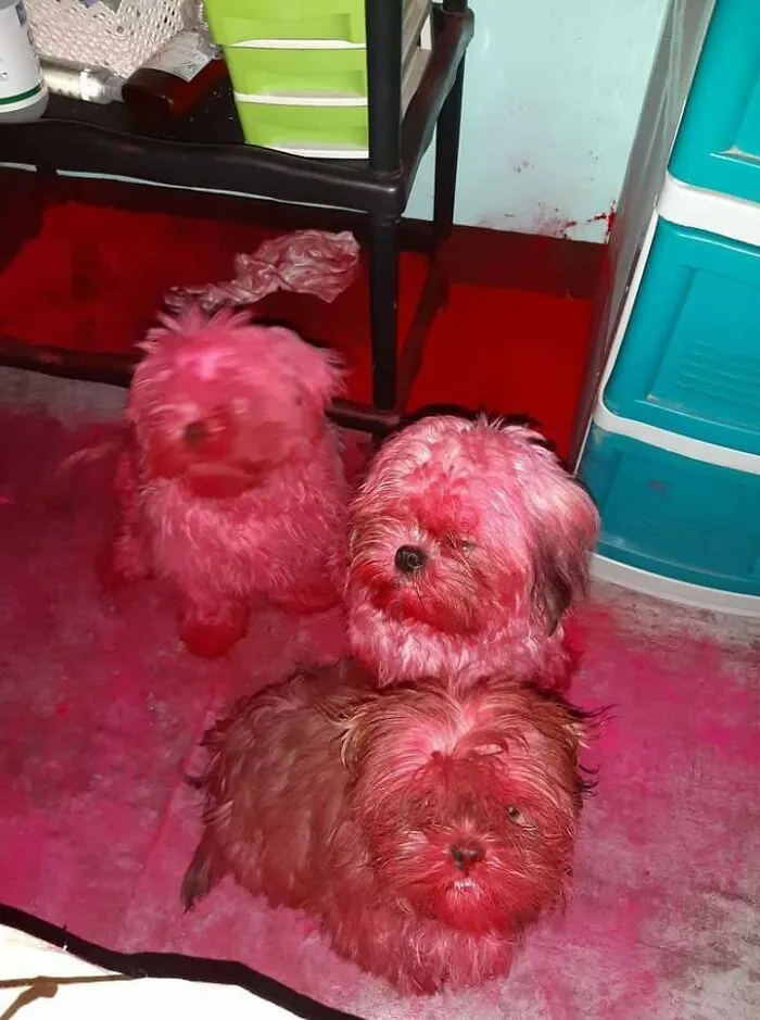 These Three Naughty Dogs Destroyed A Packaging Of A Colorant Powder. Fortunately, The Powder Was Edible