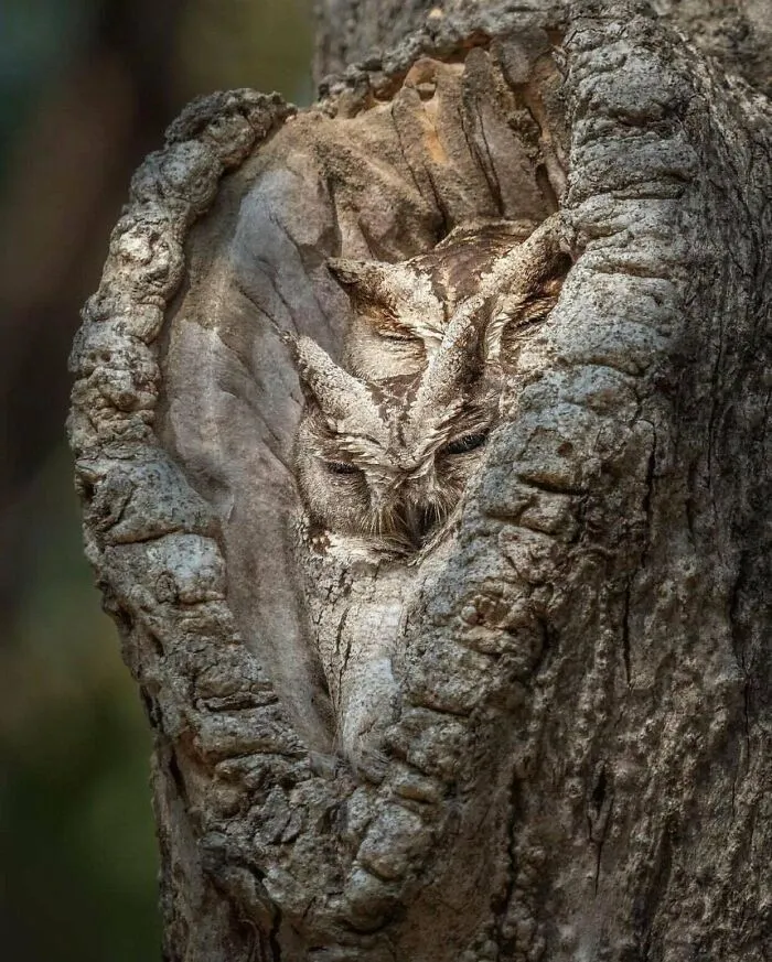 Búhos camuflados