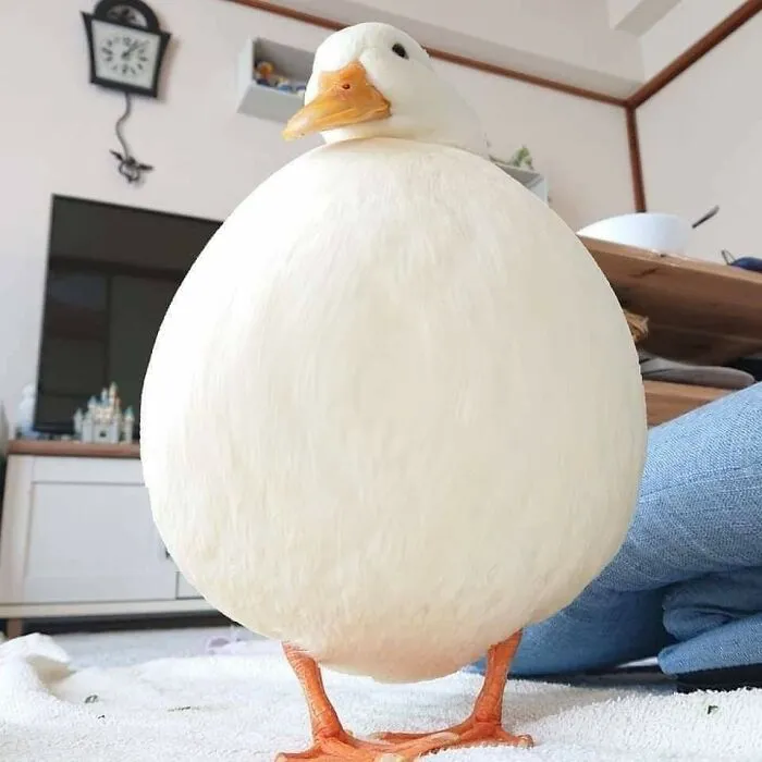 T H I C C