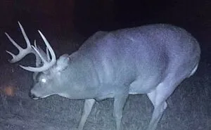50 "Absolute Unit" Posts That Show Just How Big Things Can Get (New Pics)