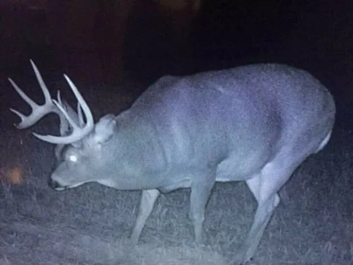 In Awe Of This Lad's Chonk
