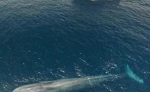 50 "Absolute Unit" Posts That Show Just How Big Things Can Get (New Pics)