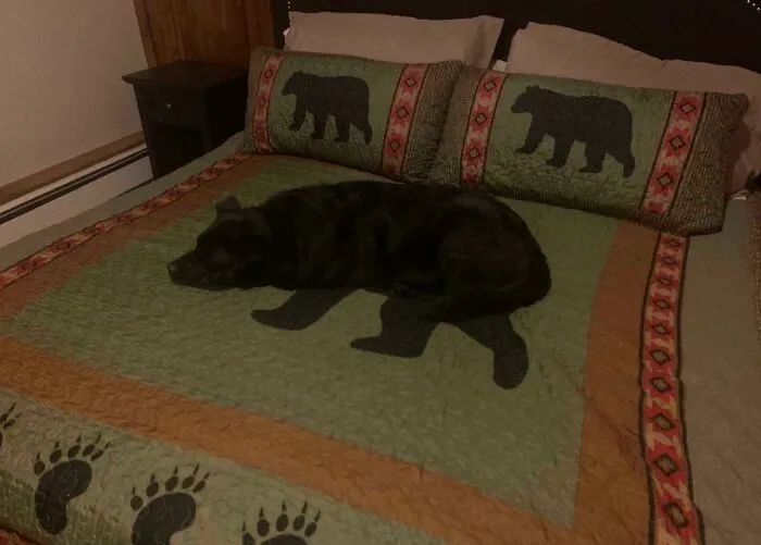 Dog On A Bear Blanket