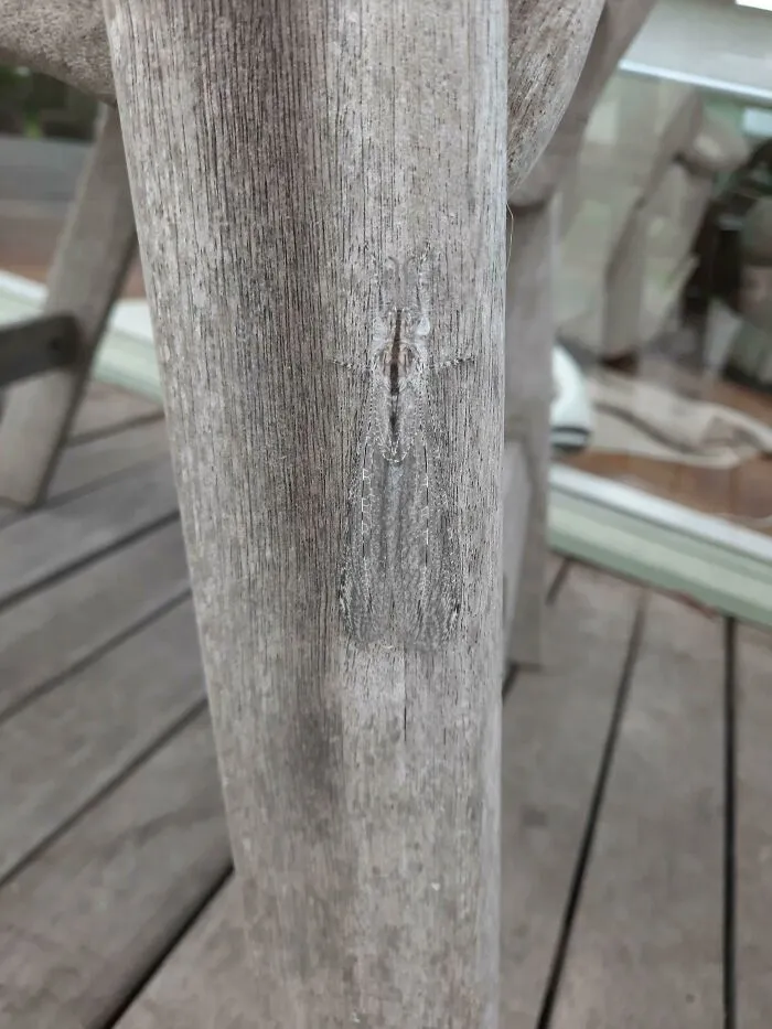 Esta polilla bien camuflada