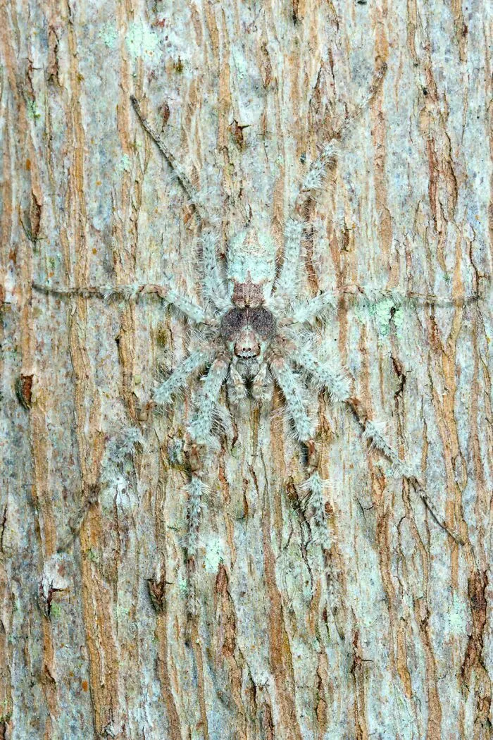 La araña cazadora liquen