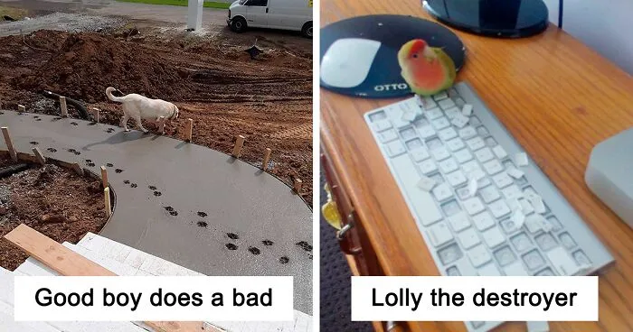 50 Animals Who Decided To Destroy Something Just Because They Can And Got Caught Red-Handed