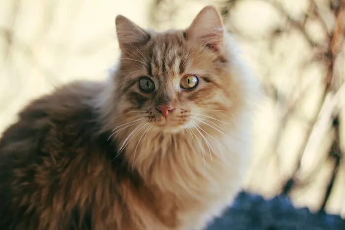 My Cat Named Ginger, He's A Rescue