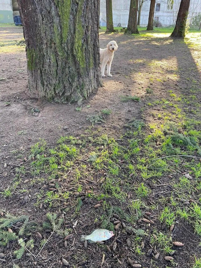 This Fish Just Fell Out Of The Sky At The Dog Park - Dropped At My Feet By A Bald Eagle