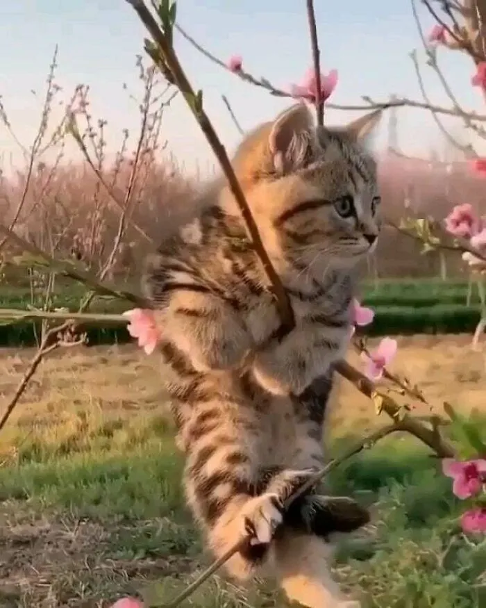 El árbol dio una adorable “fruta”