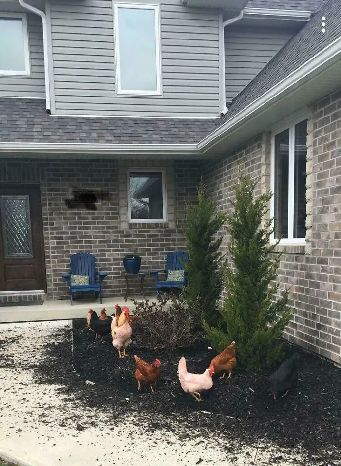Acabo de llegar a casa y ver esto, y ni siquiera tengo gallinas