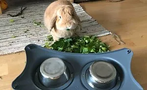 50 Animals Who Decided To Destroy Something Just Because They Can And Got Caught Red-Handed
