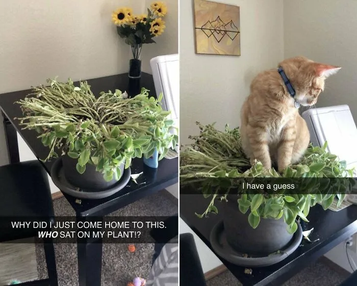 This Is The Second Plant My Bastard Son Toby Has Maliciously Killed