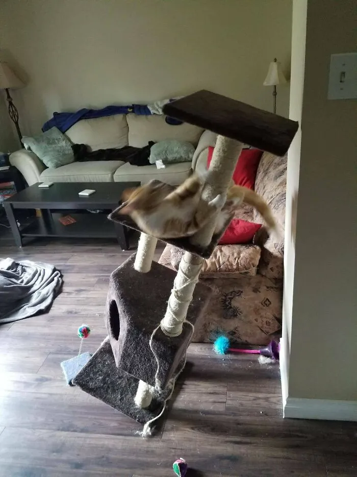 "Describe a tu gato en una imagen"