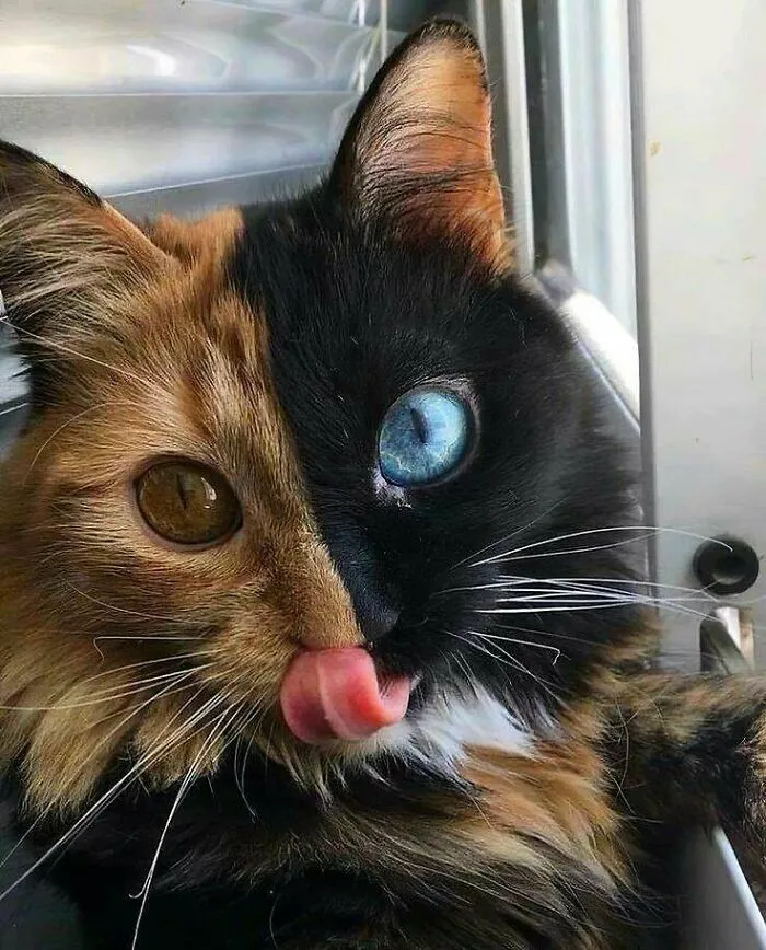Hipno-gatito