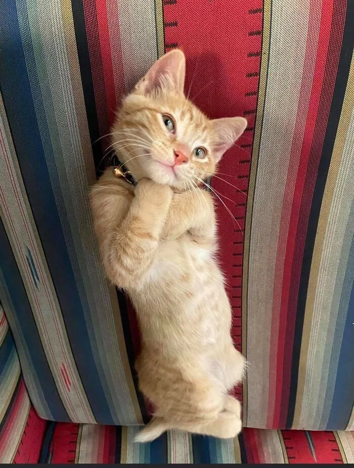 Sesión de fotos para gatos