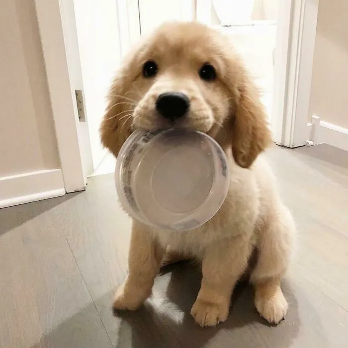 I Give You My Heart, And You Give Me More Treats. Deal? 