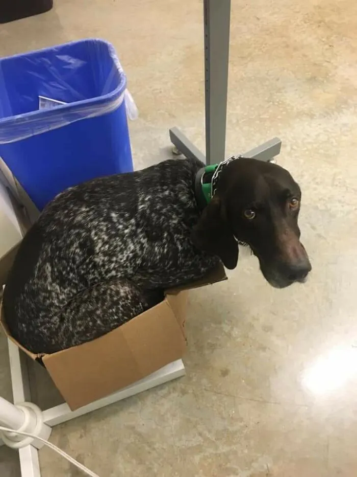 Friend's Dog Turned Cat