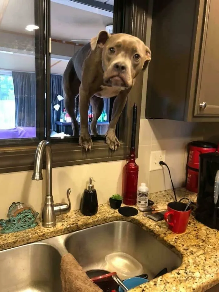 When You Didn't Expect Your Owner To Come Right Back Cause They Forgot Something