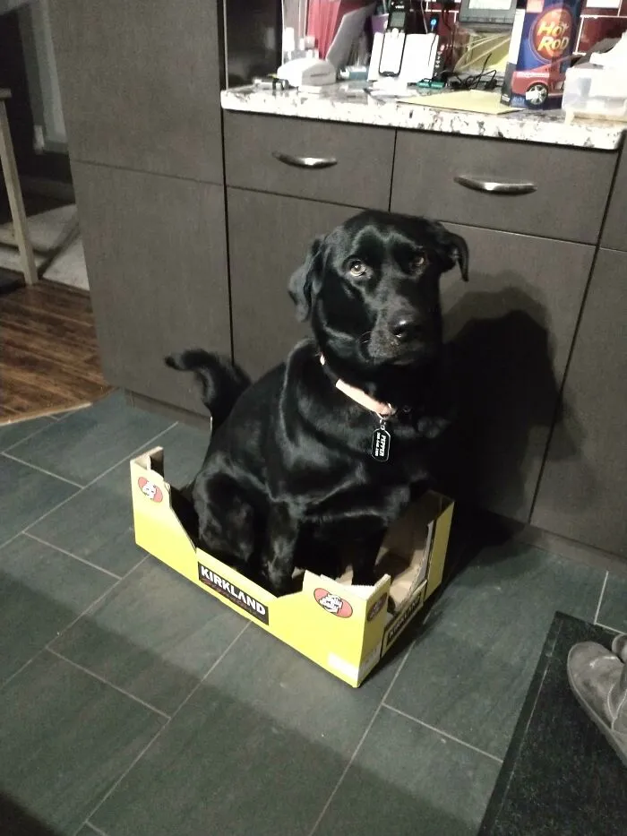 He's Been Hanging Out With The Cat To Much