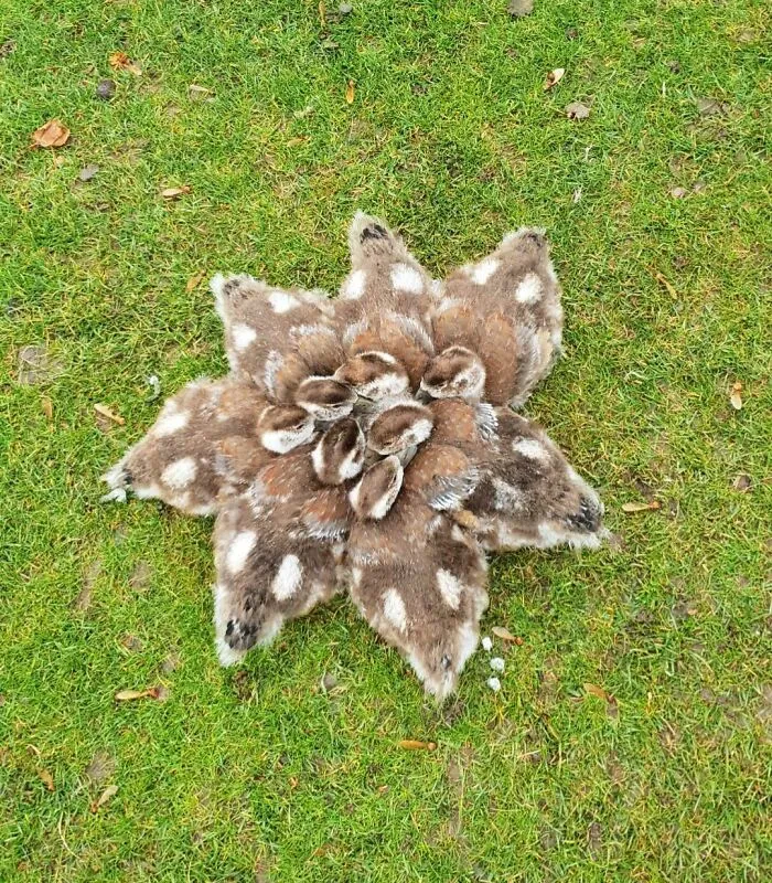 Saw These Ducklings Cuddling Because Of The Cold Weather Today