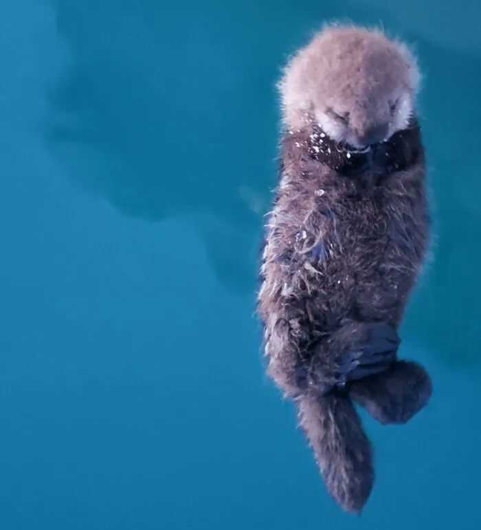 Me encontré a este pequeño cachorro de nutria marina durmiendo frente a mi ventana (vivo en una casa flotante en Alaska)