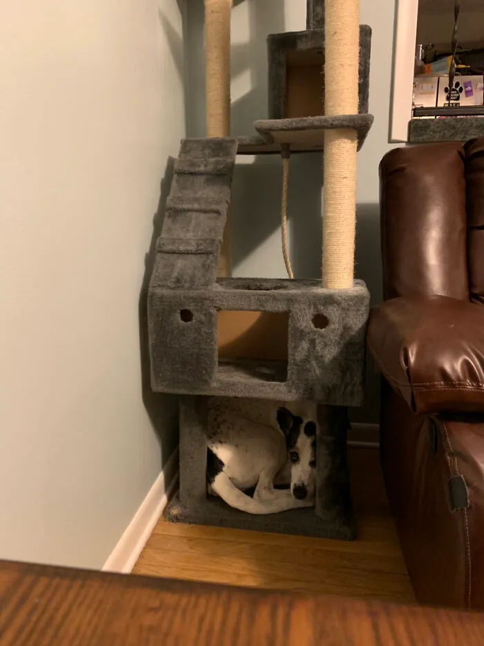 She Likes To Squeeze Herself Into The Cat Tree