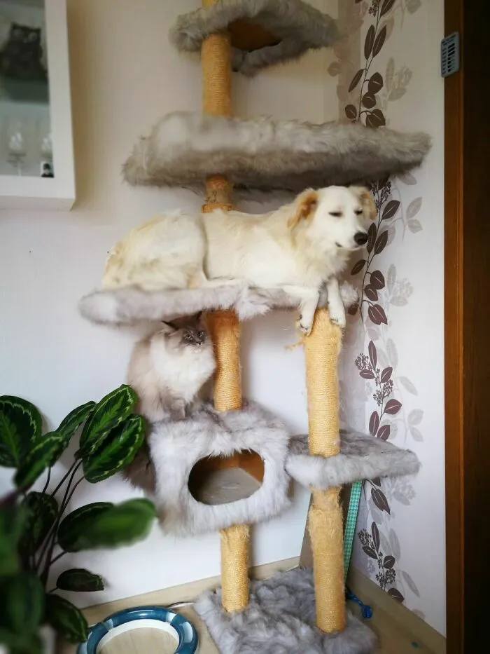 He Grew Up With Two Cats