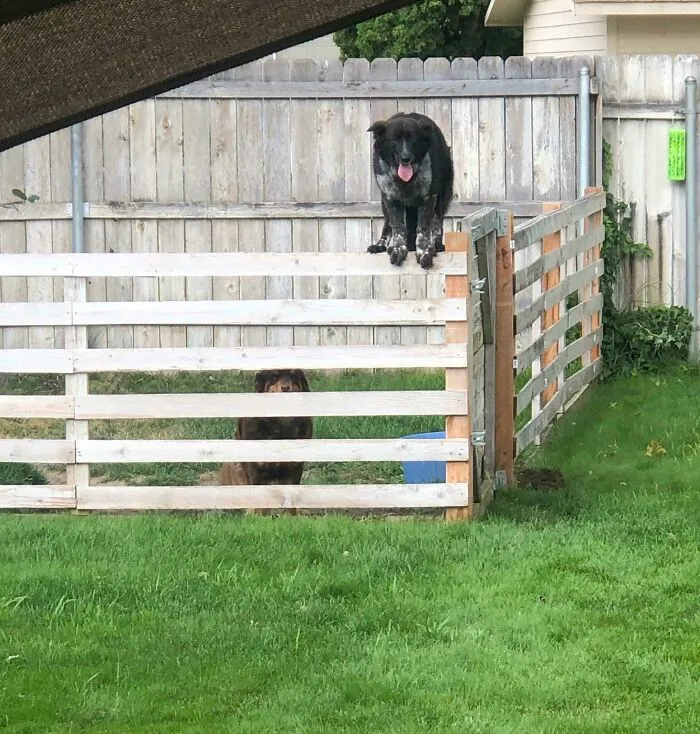 My Friend’s Dog Has Clearly Been Spending Too Much Time Around The Cat