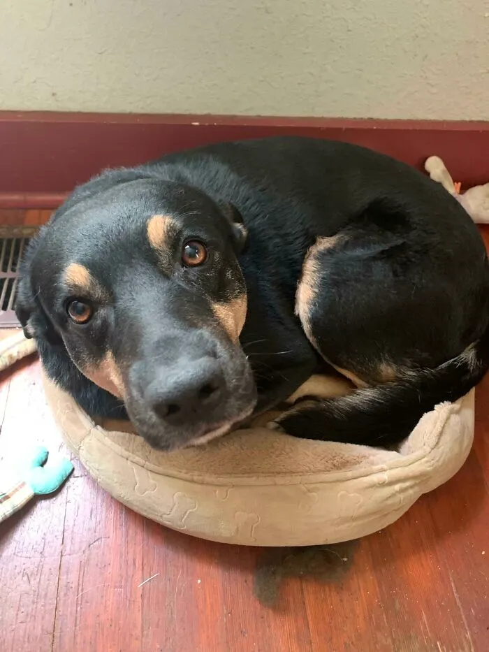 Bingbong Prefers Cat Bed To Full-Size Dog Bed, A Foot To The Left