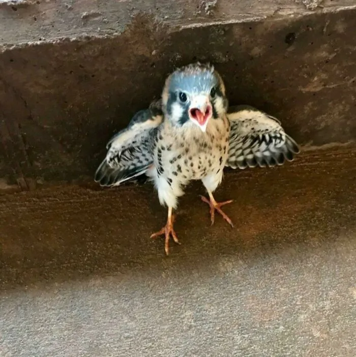When You Try To Google Tony Hawk But Accidentally Type In Tiny Hawk