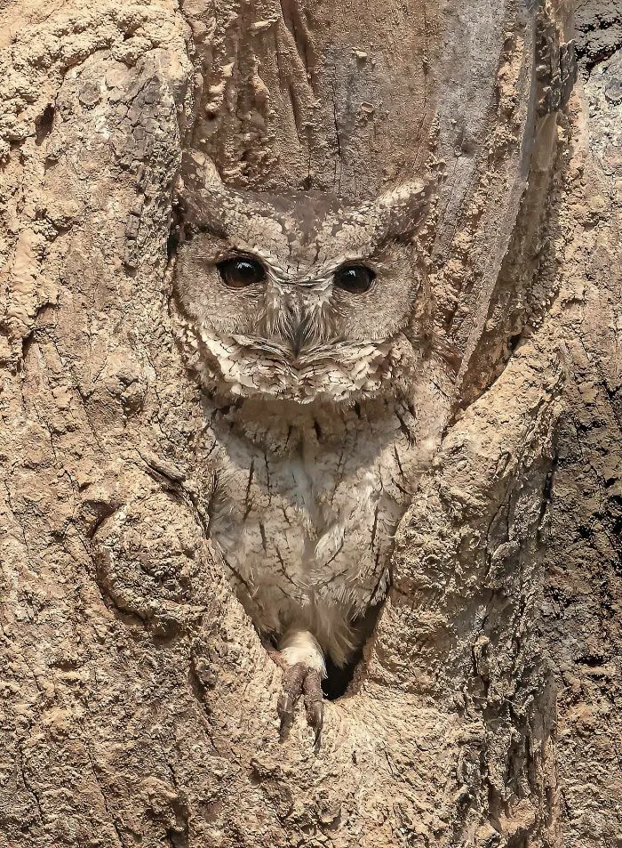 The Perfect Camouflage