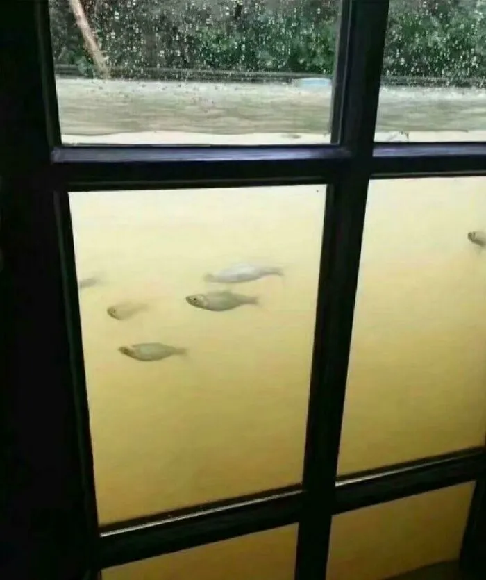 Una inundación puede ser una gran oportunidad para convertir tu casa en un acuario