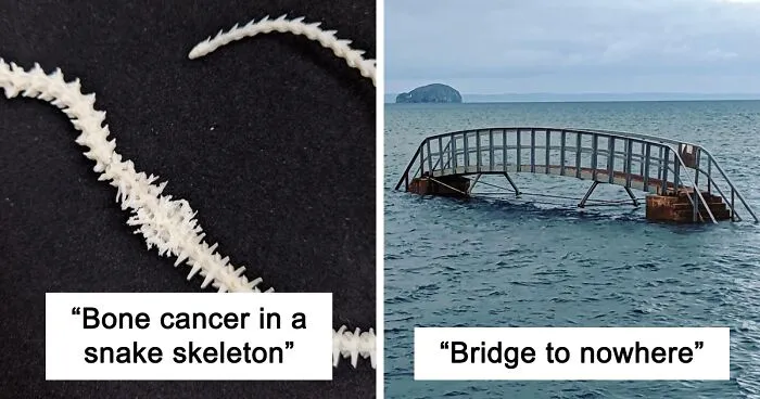 50 'Mildly Interesting' Things Spotted In Nature That Are Actually Surprising (New Pics)