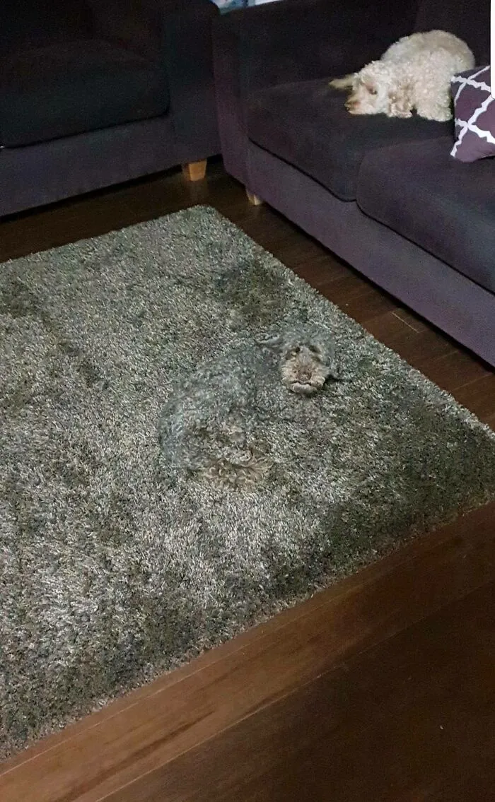 Mi propio "perro de alfombra"