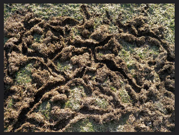 What Would Cause My Friends Lawn To Look Like This After The Snow Melted