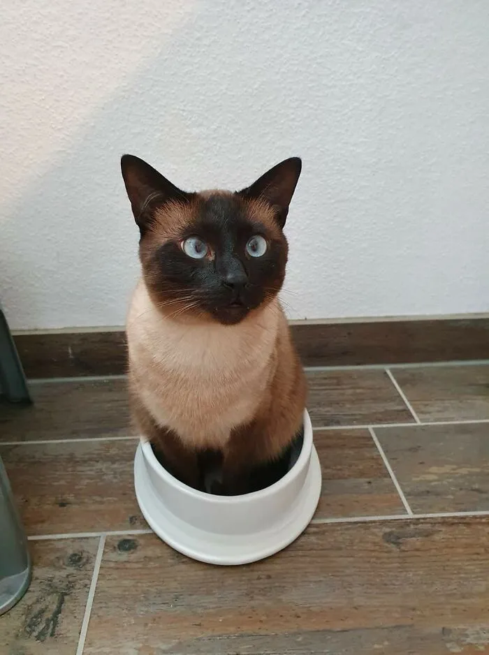 Le compré un nuevo cuenco de agua. Creo que entendió mal lo que es. Y sí, se sienta en el agua...