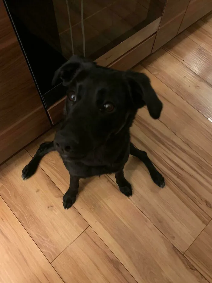 El perro araña