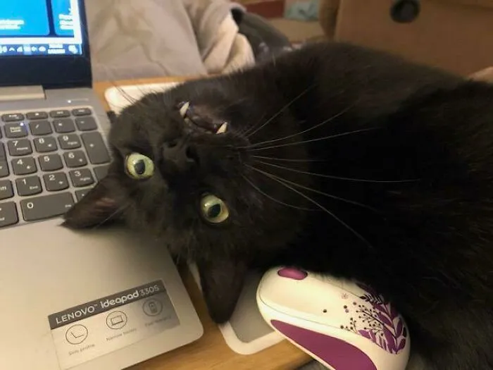 Vlad Wants Attention