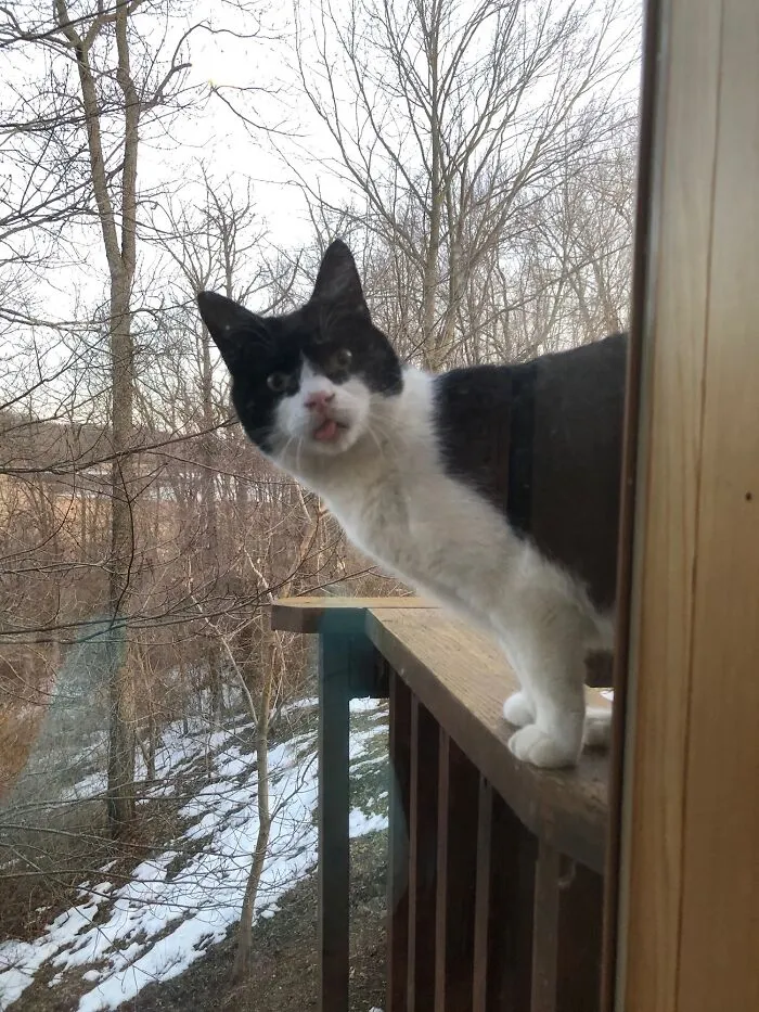 Mr. Perfect Wants To Join Us For Dinner