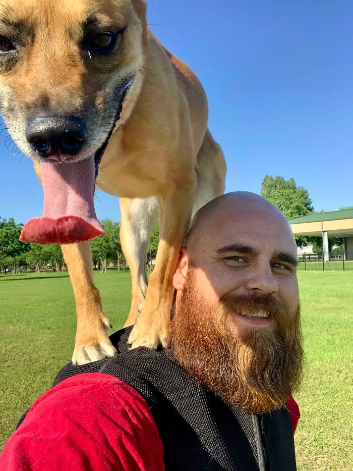 I See Your Shoulder Cat And Offer My Shoulder Dog For Consideration