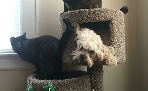 50 Dogs Who Forgot How To Dog But Definitely Know How To Cat (New Pics)