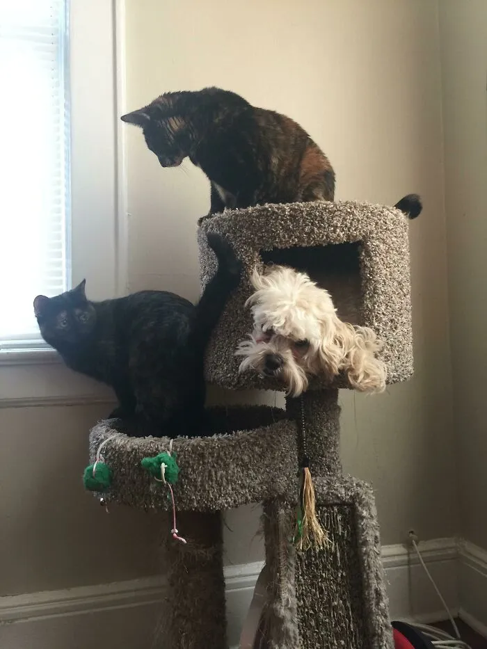 My Dog Thinks He Is A Cat