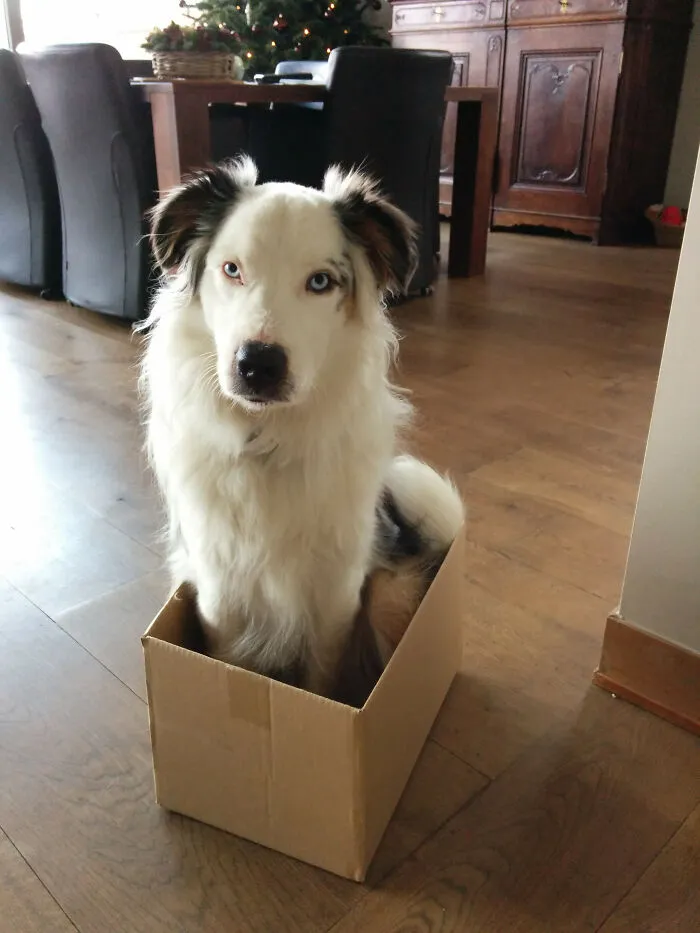 I Think My Dog Is A Cat