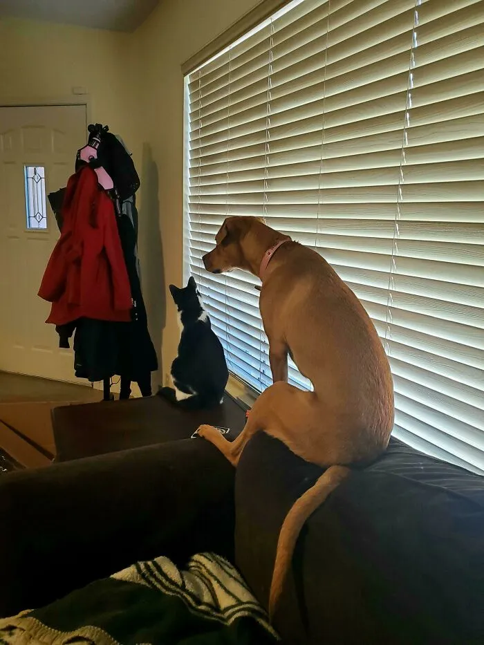 When A Pupper Is Raised By Cats