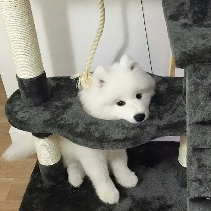 Cloud Stuck In Cat Tower