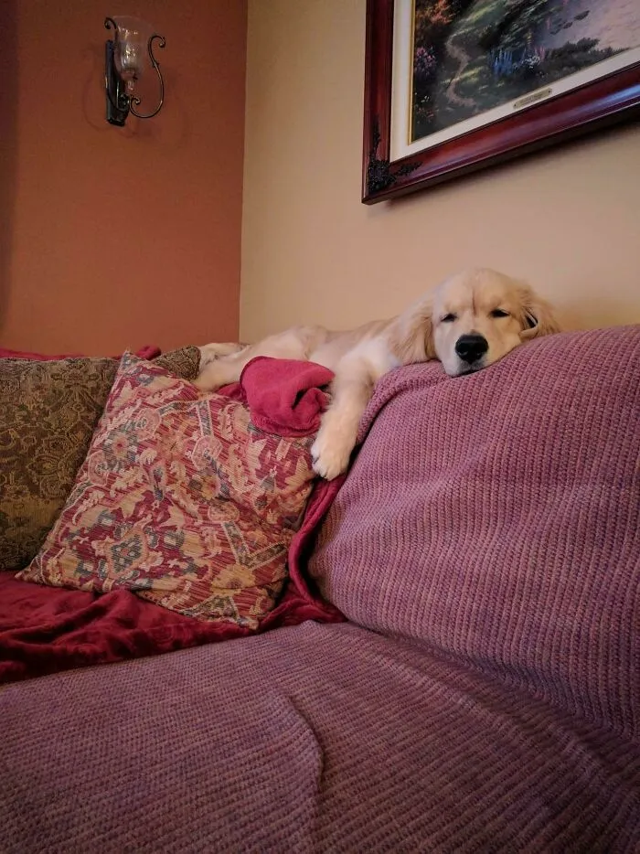 Came Home To A New Golden. He Thinks He's A Cat