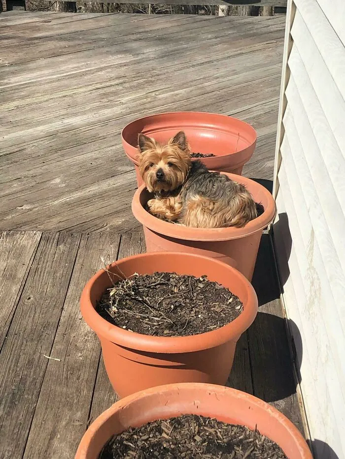 He Thinks He's A Cat