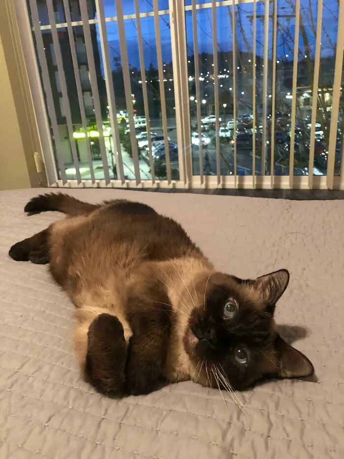 I Adopted This 7 Y.o. Lady Just Over A Month Ago. Each Day She Seems Cozier & More Playful Than The Last. She Was In A Shelter Since May 2019 Which Made Me So Sad To Hear When I Met Her. She’s Incredibly Sweet & I Am Very Lucky To Have Her
